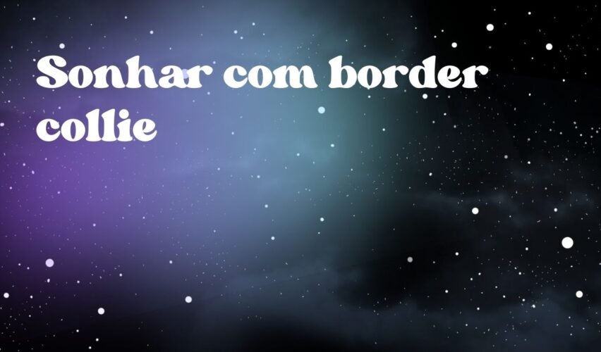 Sonhar com border collie