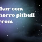 Sonhar com cachorro pitbull marrom